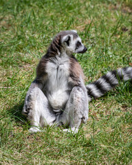 Ring-tailed Lemur Sitting on Grass