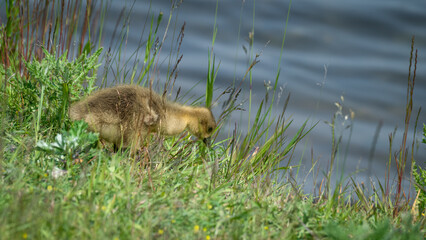 Baby Greylag Gosling Resting in Grass