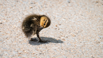 Baby Mallard Duckling Preening