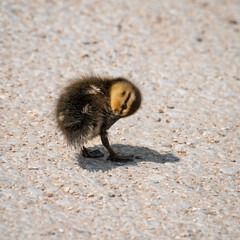 Baby Mallard Duckling Preening