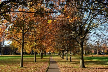 Autumn Trees in the Park