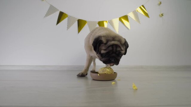 Cute funny pug dog with festive party hat eating birthday cake. Celebrating pet birthday at home.Domestic animal love and pampering concept.