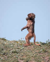 Young Gelada Monkey Standing Upright