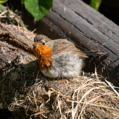 Young European Robin Resting on a Fallen Log