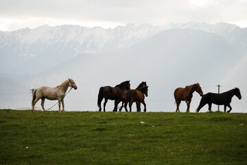 Beautiful wild horses in the mountains of Romania