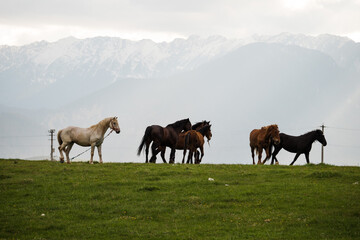 Beautiful wild horses in the mountains of Romania