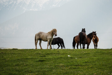 Obraz premium Beautiful wild horses in the mountains of Romania