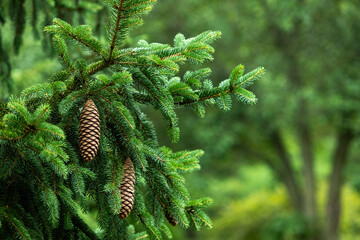 pine cones - Powered by Adobe