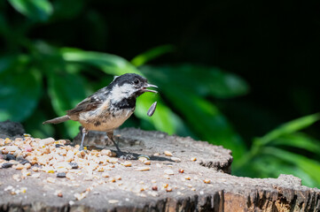 Young Coal Tit Feeding on Seeds