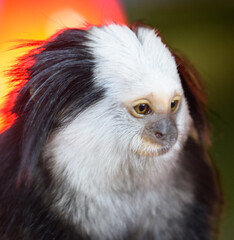 close up of a tamarin