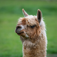 Obraz premium Close-up Portrait Alpaca