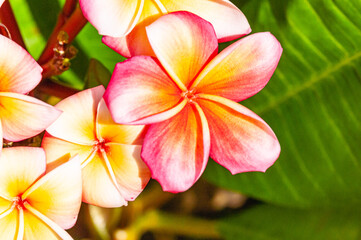 Obraz premium Top view, close up of, a Plumeria, tropical flowers, in full bloom