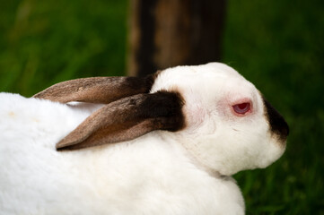 White Rabbit with Brown Ears and Nose