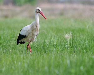 White stork posing in the field
