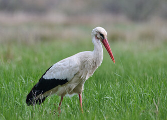 Cigüeña blanca observando el suelo en pleno campo
