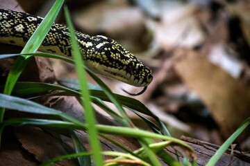 Diamond Python (Morelia Spilota Spilota)