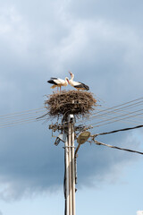 A stork family, a couple and children in the stork nest. Sky before storm
