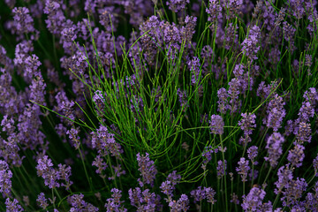 Equisetum arvense, the horsetail or common horsetail - herbal plant -growing among the lavender
