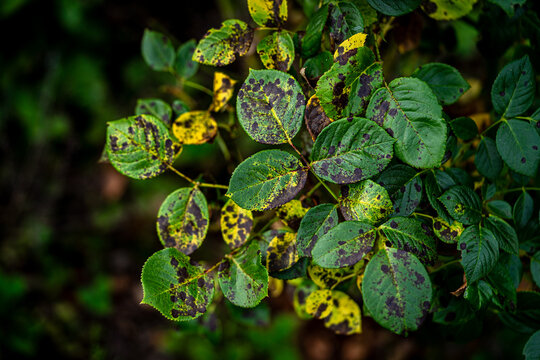 Blackspot; a rose leaf affected by black spot disease. This is the most serious disease of roses caused by a fungus, Diplocarpon rosae, which infects the leaves and greatly reduces plant vigour - Powered by Adobe