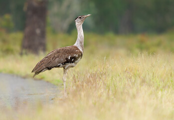 Australian bustard - Ardeotis australis large ground-dwelling bird common in grassland, woodland and open agricultural country across northern Australia and southern New Guinea
