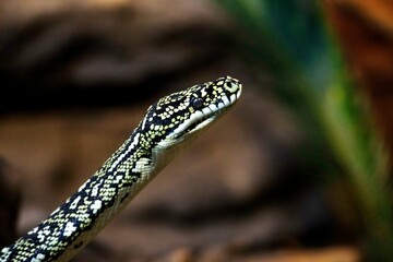 Diamond Python (Morelia Spilota Spilota)