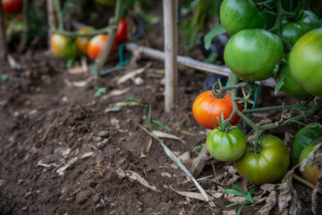 Tomatoes that are ripening in a vegetable garden, healthy and organic local products