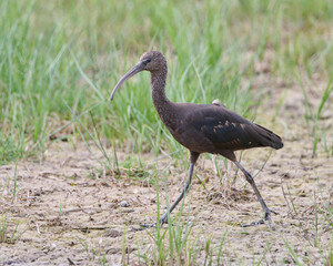 Morito comun andando en plena naturaleza
