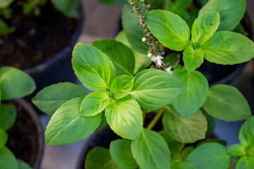 Manjericão com flor