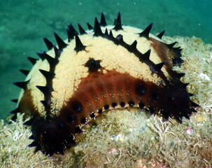 Costa Rica Sea life