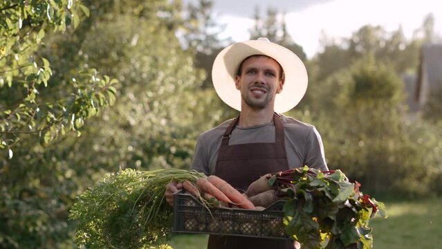 Successful farmer carries box of fresh vegetables on farm in sunlight. Man turns around and looks at camera, gimbal shot. Concept of harvesting new crop, thanksgiving day, small business.