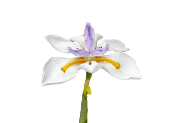 African Iris Dietes Bi Color Flower