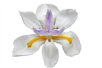 African Iris Dietes Bi Color Flower