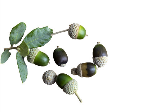 Various acorns on a cedr plank as a background decoration for the holiday