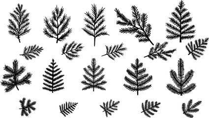 Fir branch with needles stencil, Christmas tree, vector set of isolated elements on a transparent background.

