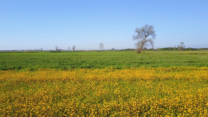 Yellow daisies field