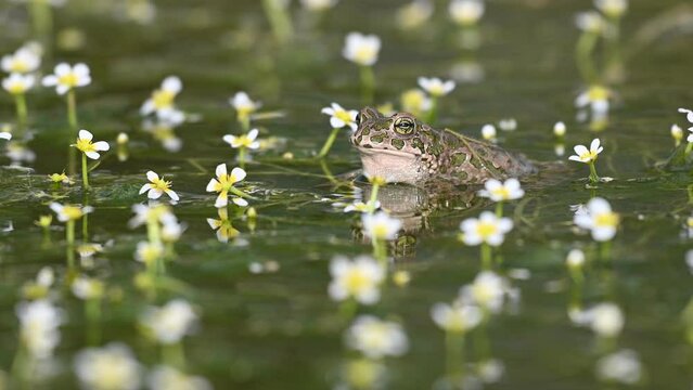 Male Green toad Bufotes viridis calling females. Close up.