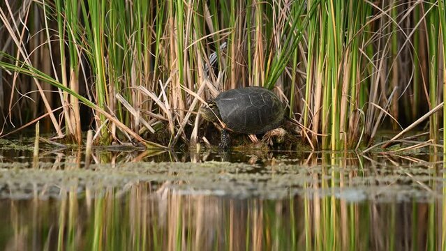 European bog turtle Emys orbicularis resting on the lake.