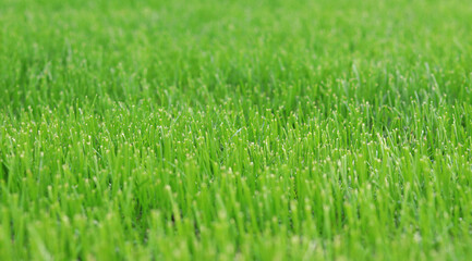 Close-up lawn, cut grass. Close-up of a green lawn on a sunny day. Selective focus. Green grass, natural background