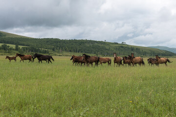 Horses gallop across the field against the backdrop of mountains