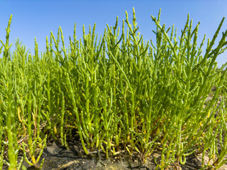 Obraz premium Green samphire or salicornia plants in sand at the seashore.