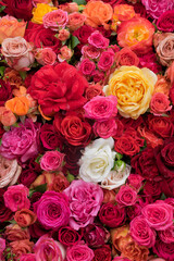 Rose background. Colorful flowers wall background with amazing roses.   Blooming roses festive background, bouquet floral card. Fresh beautiful roses of different colors, top view, flat lay.