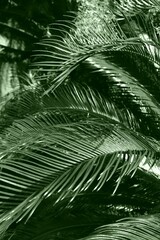 ソテツ　葉の背景素材