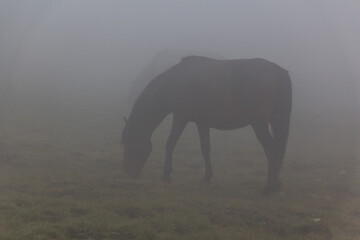 Misty view of a horse in Rila mountains, Bulgaria