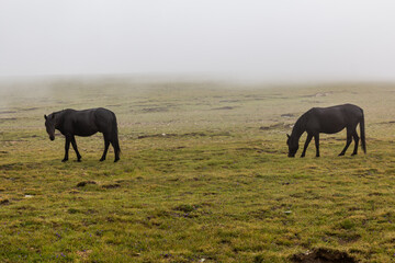 Fototapeta na wymiar Misty view of horses in Rila mountains, Bulgaria