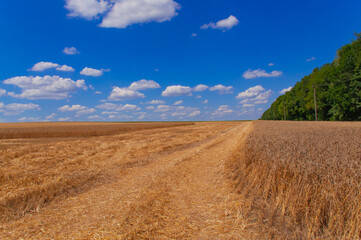 Fototapeta na wymiar The road through the field with ripe wheat against the blue sky with clouds