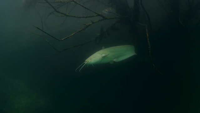 White wels catfish is hiding in the brushwood under the surface. Silurus glanis during dive in the lake. European fish in the nature habitat. 