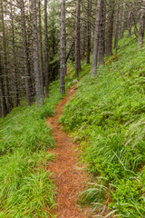 Forest hiking trail in Rila mountains, Bulgaria