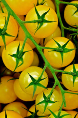Sun Sugar Yellow cherry tomatoes with attached vine 