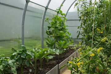 Beds with growing vegetables in a transparent plastic semicircular greenhouse on a summer day. Concept gardening