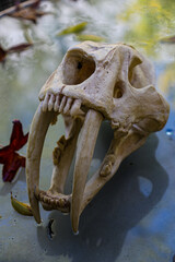 Black widow and skull